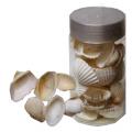 Coquillage