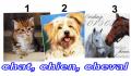 Serviettes papier chat, chien, cheval