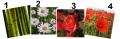 Serviettes bambou, marguerite, rose, coquelicots,