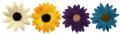 Fleurs � �pandre
