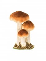 TRIO DE CHAMPIGNON BRUN BLANC